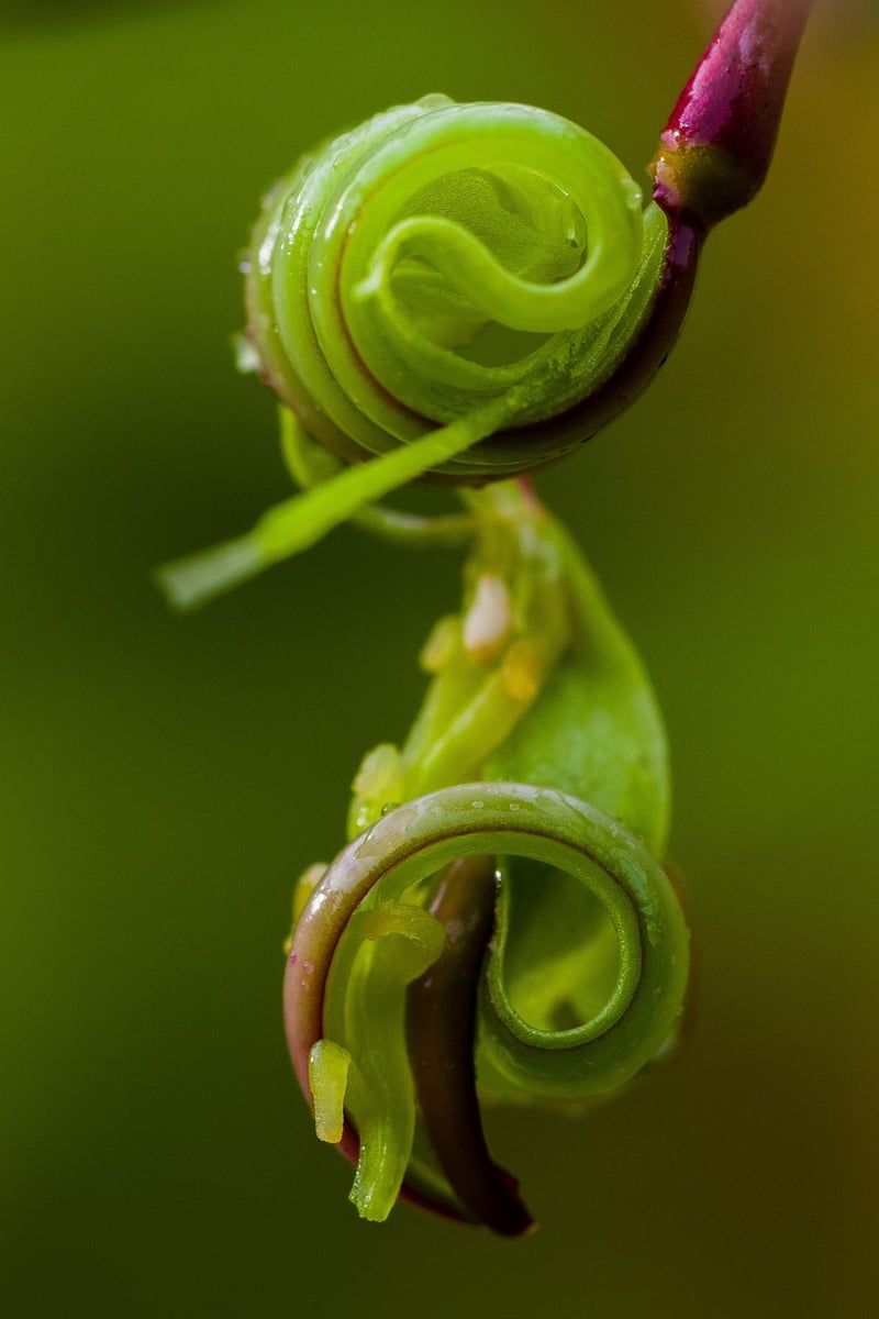 Herb Spiral