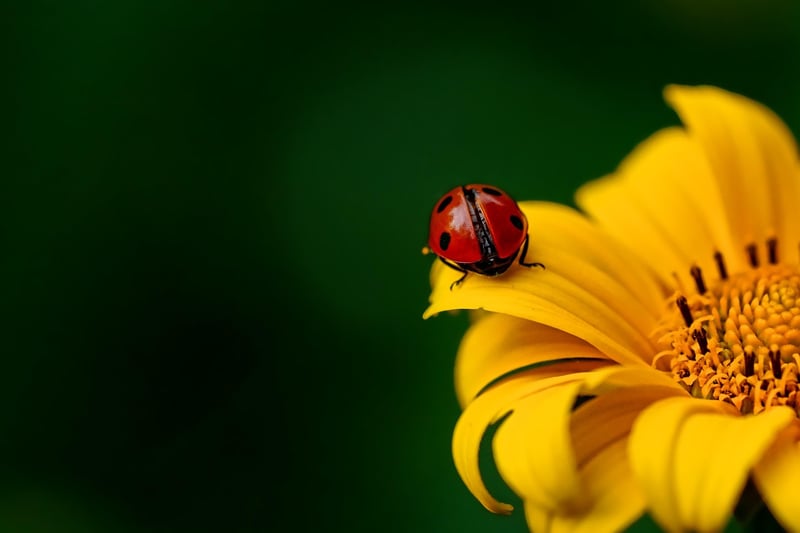 Ladybug for pest control
