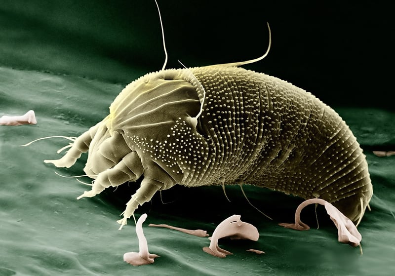 Spider mite