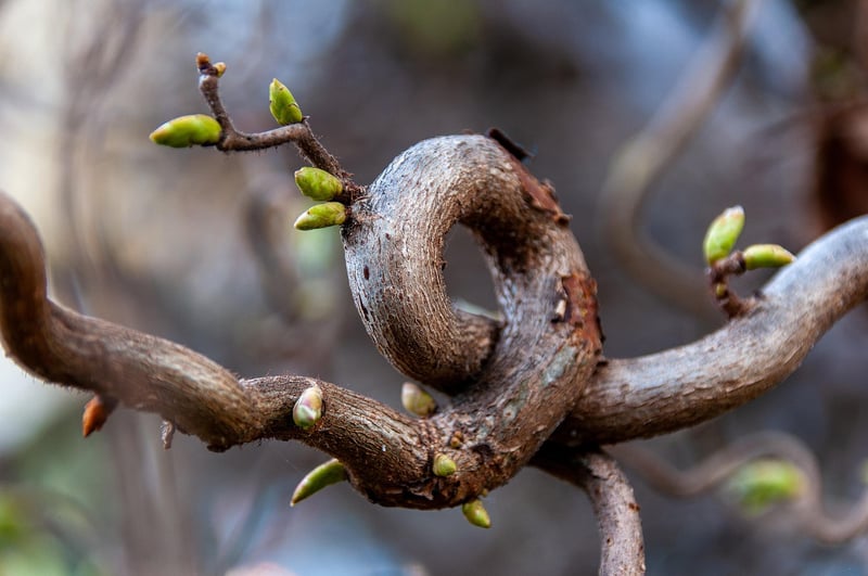 Seed Sprout